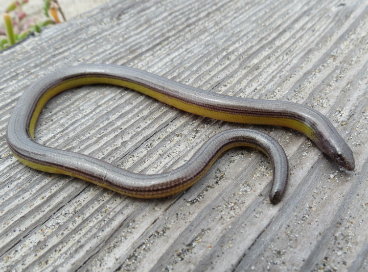 California Legless Lizard